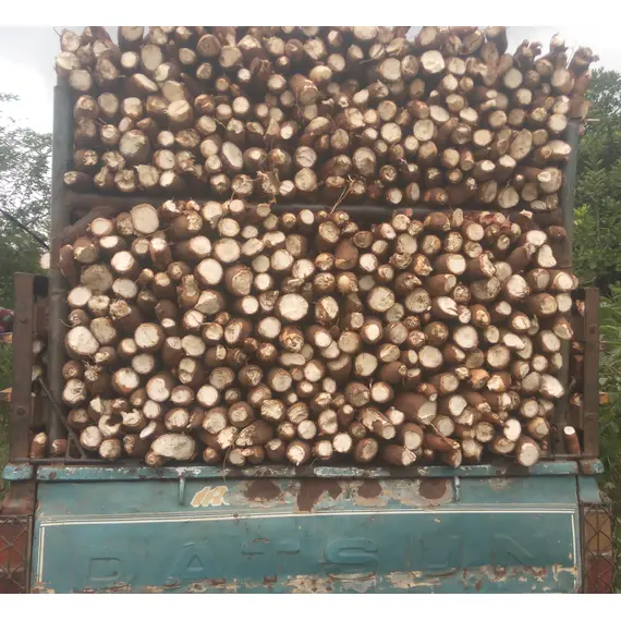 cassava tonnage